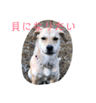 くりんとラテの親娘犬スタンプ（個別スタンプ：5）