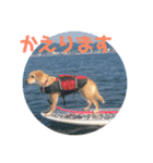 くりんとラテの親娘犬スタンプ（個別スタンプ：6）