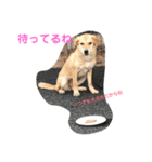 くりんとラテの親娘犬スタンプ（個別スタンプ：7）