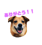 くりんとラテの親娘犬スタンプ（個別スタンプ：11）