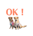 くりんとラテの親娘犬スタンプ（個別スタンプ：12）