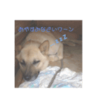 怖がりならっきーくん（個別スタンプ：5）
