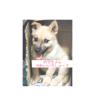 怖がりならっきーくん（個別スタンプ：16）