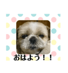 かわいいマロンくん（個別スタンプ：2）