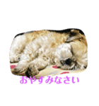 かわいいマロンくん（個別スタンプ：3）