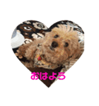 トイプードルのショコラくんスタンプ（個別スタンプ：1）