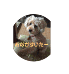 トイプードルのショコラくんスタンプ（個別スタンプ：4）