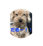 トイプードルのショコラくんスタンプ（個別スタンプ：10）