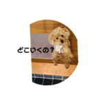 トイプードルのショコラくんスタンプ（個別スタンプ：11）