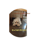 トイプードルのショコラくんスタンプ（個別スタンプ：18）