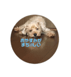 トイプードルのショコラくんスタンプ（個別スタンプ：24）