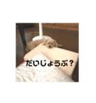 トイプードルのショコラくんスタンプ（個別スタンプ：25）