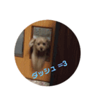 トイプードルのショコラくんスタンプ（個別スタンプ：26）