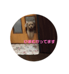 トイプードルのショコラくんスタンプ（個別スタンプ：28）