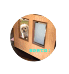 トイプードルのショコラくんスタンプ（個別スタンプ：31）