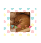 きんくまの のんちゃんスタンプ（個別スタンプ：5）