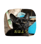 のらぼんゆずみるたま（個別スタンプ：2）