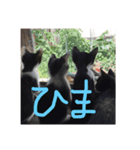 のらぼんゆずみるたま（個別スタンプ：8）