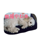 むぎのかわいいスタンプ（個別スタンプ：3）