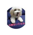 むぎのかわいいスタンプ（個別スタンプ：6）