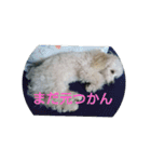 むぎのかわいいスタンプ（個別スタンプ：12）