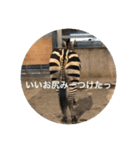 動物たち 動物園 気持ち（個別スタンプ：2）