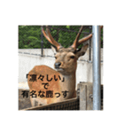動物たち 動物園 気持ち（個別スタンプ：3）