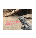 動物たち 動物園 気持ち（個別スタンプ：5）
