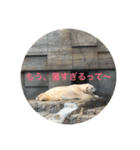 動物たち 動物園 気持ち（個別スタンプ：6）