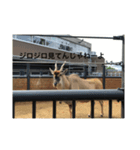 動物たち 動物園 気持ち（個別スタンプ：8）