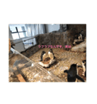 動物たち 動物園 気持ち（個別スタンプ：10）