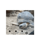 動物たち 動物園 気持ち（個別スタンプ：11）