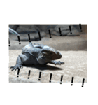 動物たち 動物園 気持ち（個別スタンプ：16）