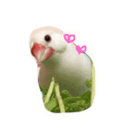 白文鳥のじょん（個別スタンプ：3）