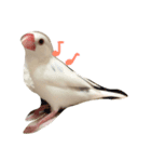 白文鳥のじょん（個別スタンプ：4）