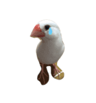 白文鳥のじょん（個別スタンプ：5）