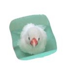 白文鳥のじょん（個別スタンプ：6）