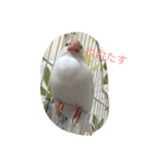 白文鳥のじょん（個別スタンプ：7）