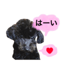 黒プードルのにこちゃん（個別スタンプ：2）