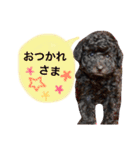 黒プードルのにこちゃん（個別スタンプ：3）