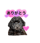 黒プードルのにこちゃん（個別スタンプ：4）
