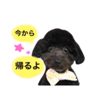黒プードルのにこちゃん（個別スタンプ：6）