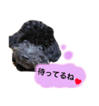 黒プードルのにこちゃん（個別スタンプ：7）