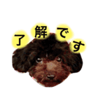 黒プードルのにこちゃん（個別スタンプ：11）