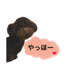 黒プードルのにこちゃん（個別スタンプ：15）