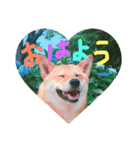 柴犬るな（個別スタンプ：1）