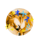 柴犬るな（個別スタンプ：2）