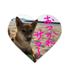 柴犬るな（個別スタンプ：3）