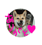 柴犬るな（個別スタンプ：4）