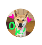 柴犬るな（個別スタンプ：5）